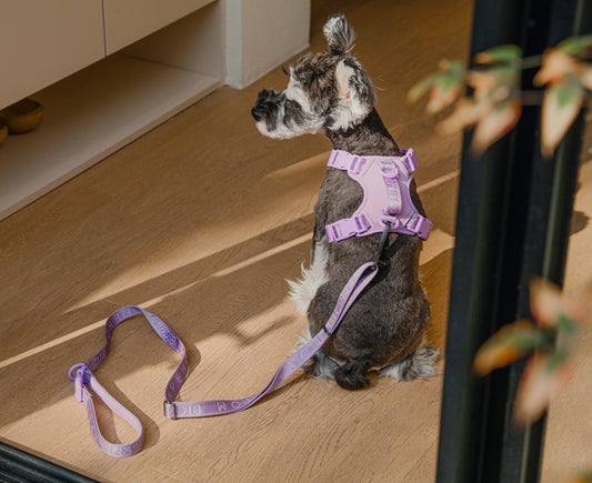 PADDED ACTIVE PET LEASH - MINT GREEN