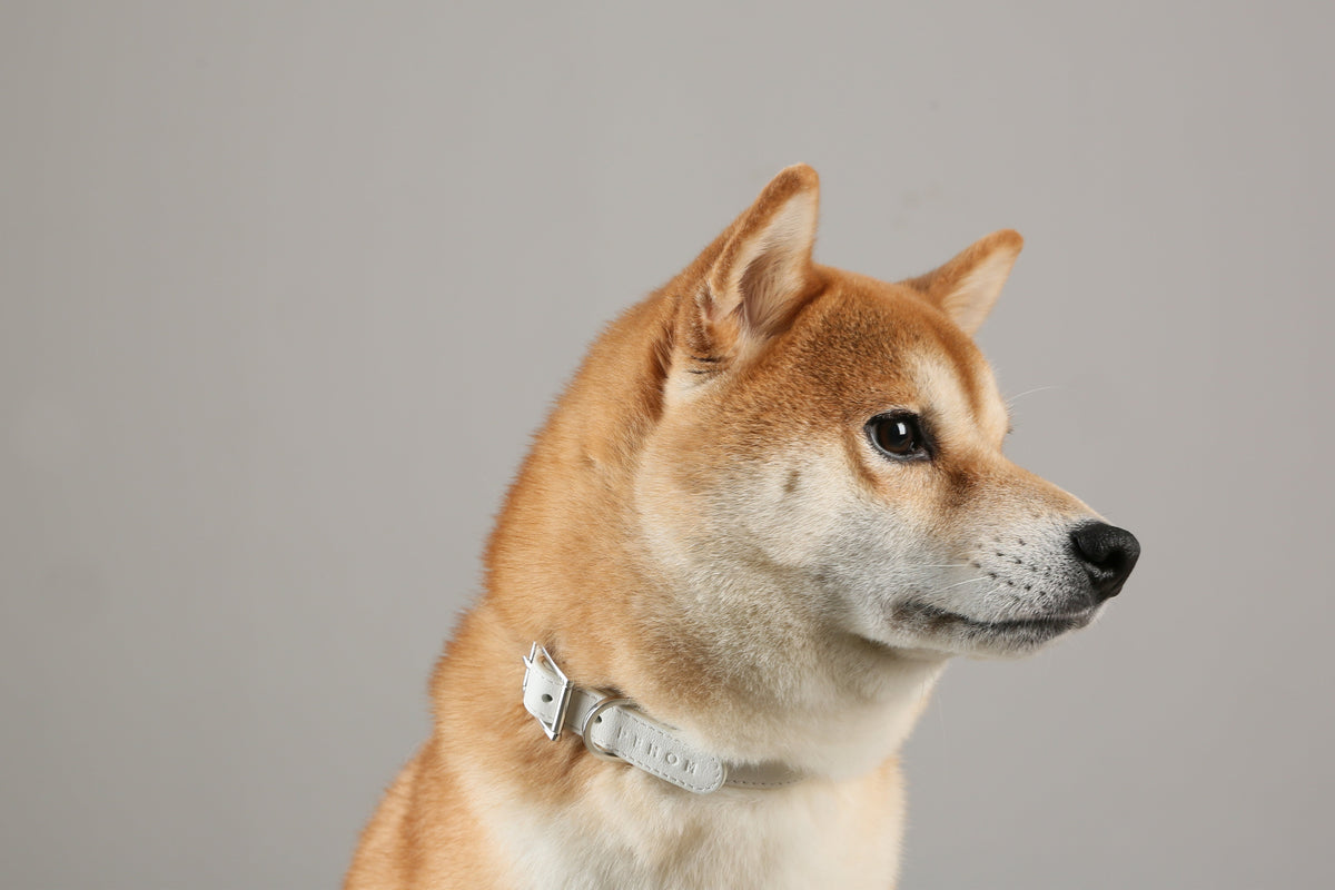 Andersen Calfskin Pet Collar