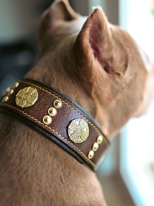The "Maximus" collar 2.5 inch wide brown & gold